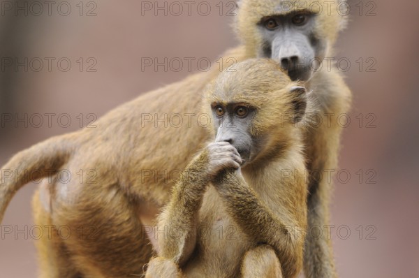 A young baboon explores its surroundings and stands close to an older animal, a sense of curiosity