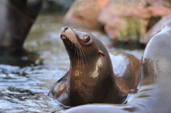 A sea lion attentively observes its surroundings in the water, California sea lion (Zalophus
