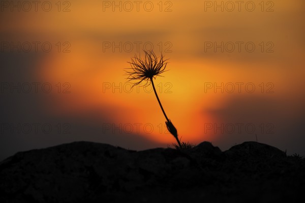 Silhouette of a flower in front of a colourful sunset sky, Pasque flower (Pulsatilla vulgaris),