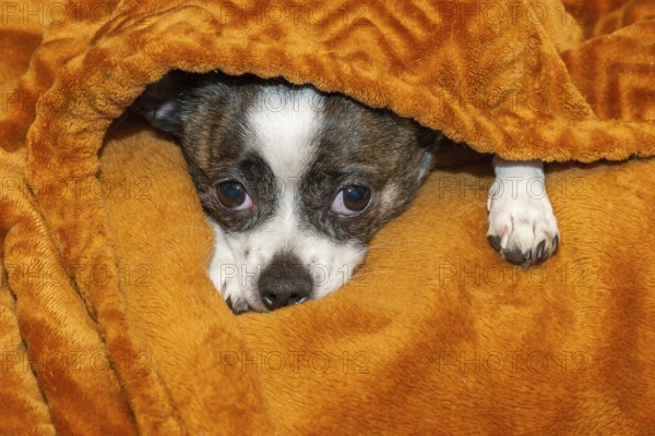 A small dog finds shelter under a soft, brown blanket, fear, Chihuahua, Germany, Europe