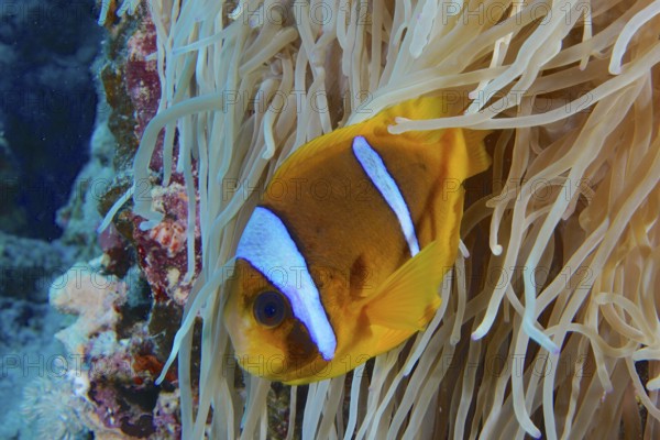 Red sea anemonefish (Amphiprion bicinctus) in the middle of a sea anemone under water, dive site