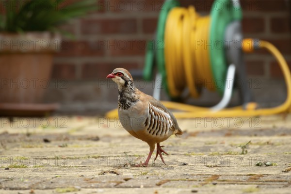 Red legged or French partridge (Alectoris rufa) adult bird on an urban garden patio, England,