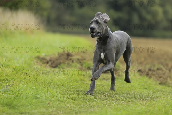 Great Dane, Saupacker, Great Dane