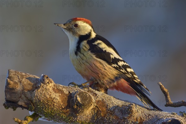 A middle spotted woodpecker (Leiopicus medius) with red, black and white feathers sitting on a tree