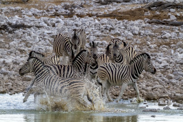 Steppe zebras at a waterhole in Etosha National Park, Namibia, Africa