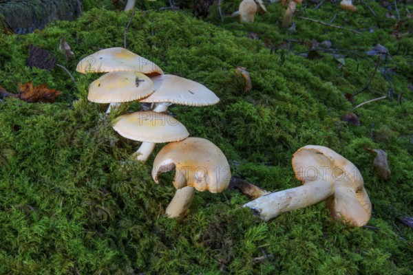 Beige forest snails (Hygrophorus nemoreus) grow on moss-covered ground in the forest,