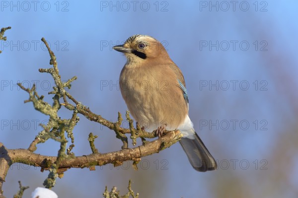 A jay (Garrulus glandarius), sitting on a branch against a blue sky, Odenwald, Hesse, Germany,
