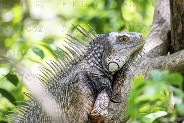 Green iguana (Iguana iguana), Aviario Nacional de Colombia, Via Baru, Province of Cartagena,