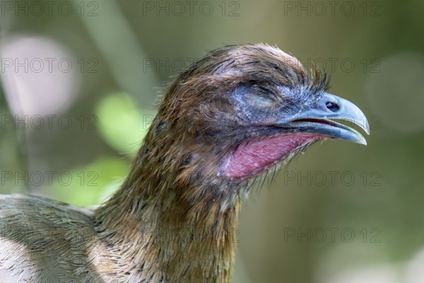 Little chachalaca (Ortalis motmot), Aviario Nacional de Colombia, Via Baru, Province of Cartagena,