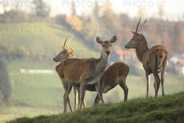 Red deer (Cervus elaphus) female suckling calf, two one-year-old pintails, Allgäu, Bavaria,