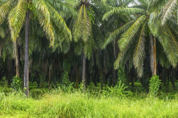 Oil palm (Elaeis guineensis), plantation, Sierpe, Puentarenas, Costa Rica, Central America