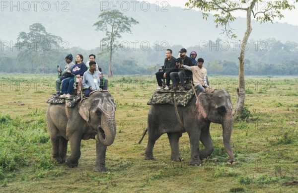 Tourists ride elephants during a safari at Kaziranga National Park on December 5, 2024 in