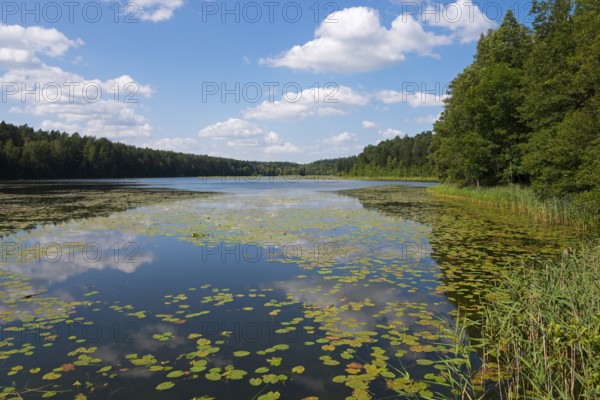 Idyllic lake with water lilies, surrounded by forest under a blue sky with white clouds, Lake