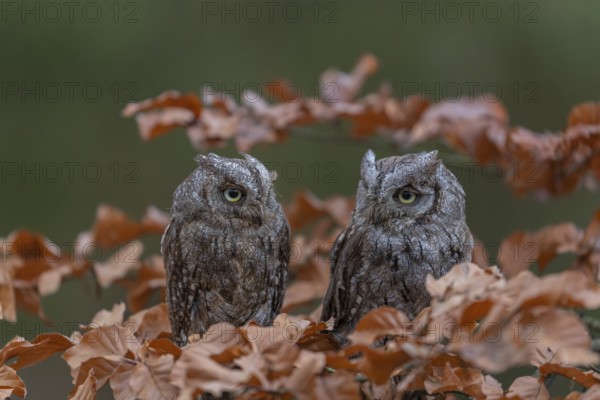 Two Eurasian scops owls (Otus scops)sitting on a twig of a beech tree, embedded in brown leafs