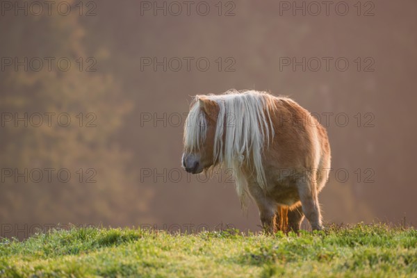 Falabella horse stands on a pasture in early morning light. The Falabella (Equus ferus caballus) is