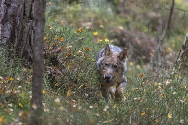 One young male eurasian gray wolf (Canis lupus lupus) running thru a forest with rocks and heather.