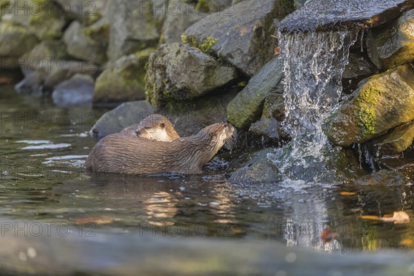 Two oriental small-clawed otter or Asian small-clawed otter (Aonyx cinerea), in a creek in front of