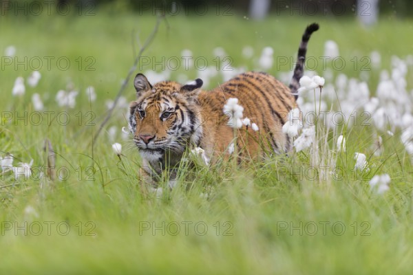 One young female Siberian Tiger, Panthera tigris altaica, running thru tall fresh cottongrass.
