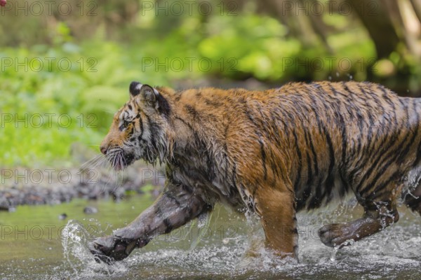 One young female Siberian Tiger, Panthera tigris altaica, running thru the cool fresh water of a