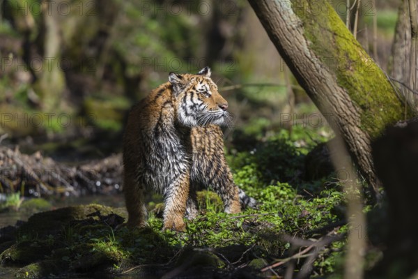 One young female Siberian Tiger, Panthera tigris altaica, standing on shore of a creek in a forest.