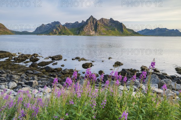 View of mountains and coast near Vareid, Lofoten, Norway, Europe