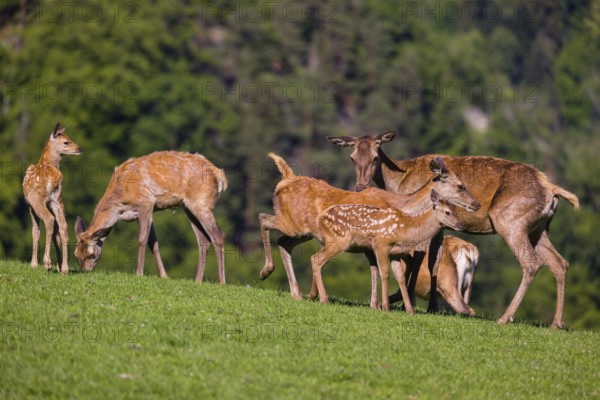 One red deer doe (Cervus elaphus) stands on a meadow and suckles her fawn. A forest in the distant