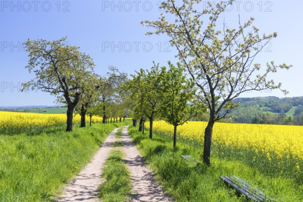 Cherry avenue (prunus) between flowering rape fields (Brassica napus) near Maxen, Müglitztal,
