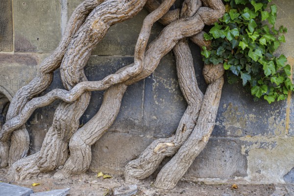 Common ivy, Hedera helix, growing on the outer wall of the Old Palace, Stuttgart,