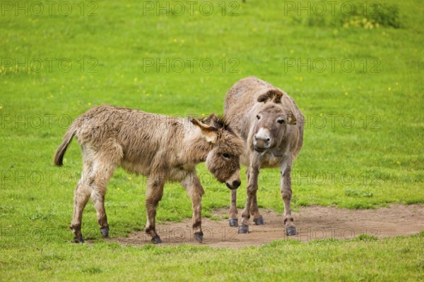 A mixed breed donkey foal and his mother have a fight