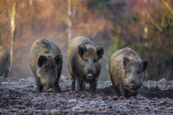 Three wild boar or wild pig (Sus scrofa) stand side by side on a frozen field looking for food