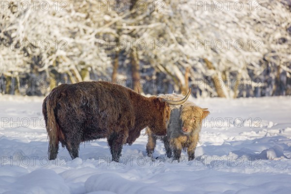 A highland cow (Bos primigenius taurus) and two calves stand at the edge of a forest on a
