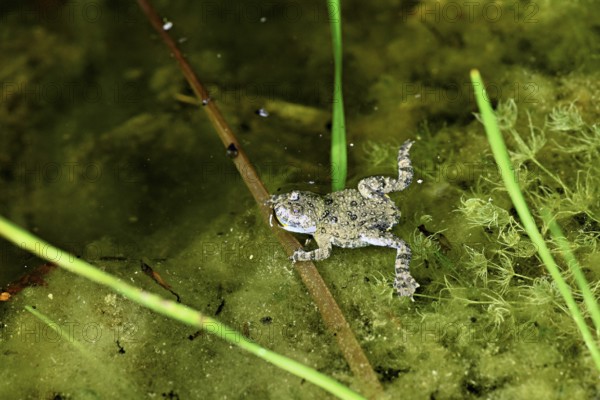 Yellow-bellied toad (Bombina variegata), in pond, Switzerland, Europe