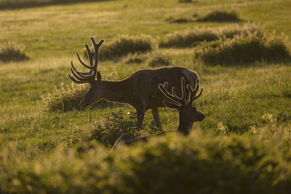 Two male Altai maral, Altai wapiti or Altai elk (Cervus canadensis sibiricus) roaming over a meadow