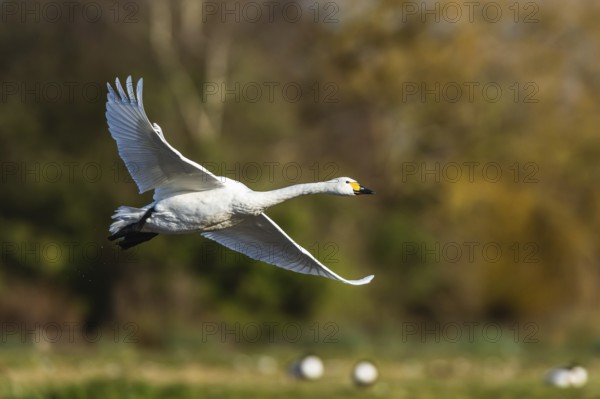 Tundra Swan, Bewick's Swan, Cygnus columbianus in flight at winter in Slimbridge, England, United