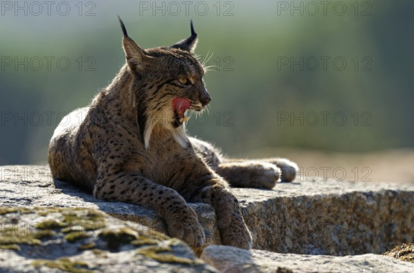 Lynx pardinus, portrait, morning sun, backlight, Andalusia Spain