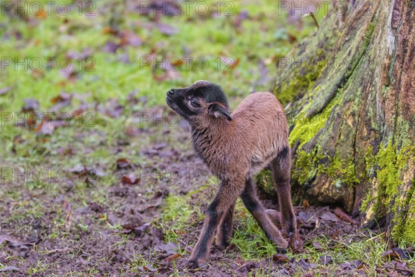 A Cameroon or Cameroon Dwarf sheep lamb, Ovis gmelini aries, standing in a forest