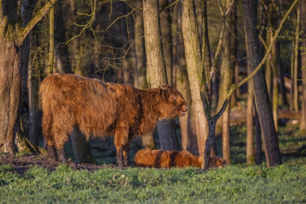 A Highland calf (Bos primigenius taurus) stands at a forest edge, a second one is resting on the