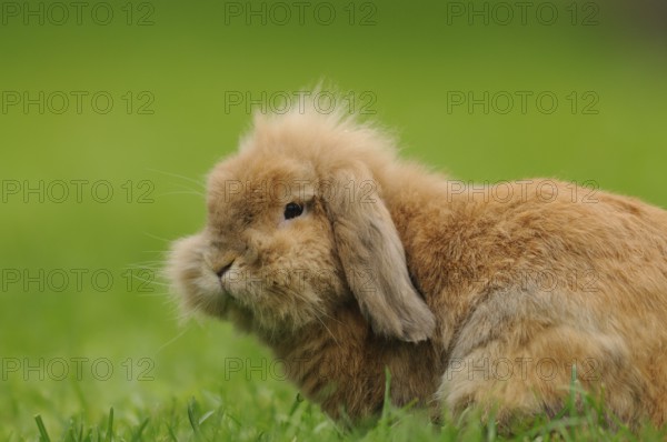 Fluffy hare with long ears resting in the grass, domestic rabbit (Oryctolagus cuniculus forma