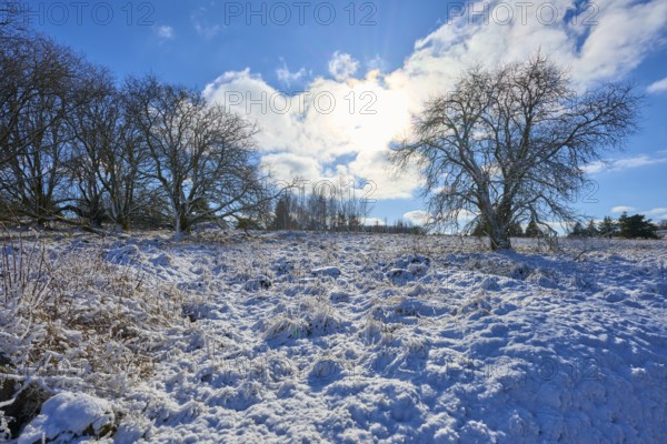Snowy landscape with several bare trees under a clear sky, winter, Oberelsbach, Lange Rhön, Rhön,