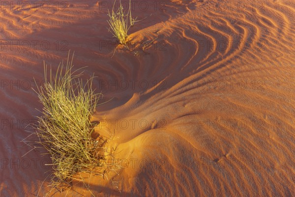 Wind-sculpted sand structure with green vegetation, in the Rub al Khali desert, Dhofar province,