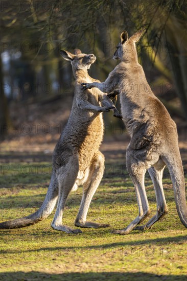 Eastern Gray Kangaroo (Macropus giganteus), two males fighting on a meadow, captive, occurance