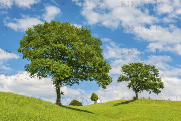 Hilly landscape with trees on a green meadow under a blue sky with cumulus clouds, in the