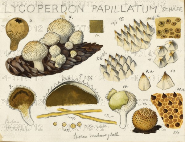 Mushroom, mushroom, bottle mushroom, Lycoperdon perlatum, syn. Stäubling gemmatum, in the