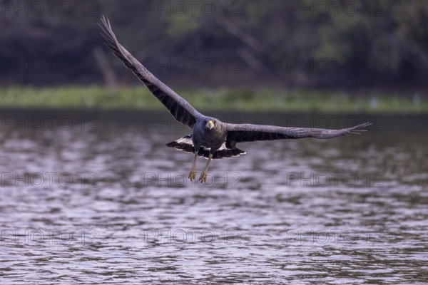 Black buzzard (Buteogallus urubitinga), approaching prey, Pantanal, Brazil, South America