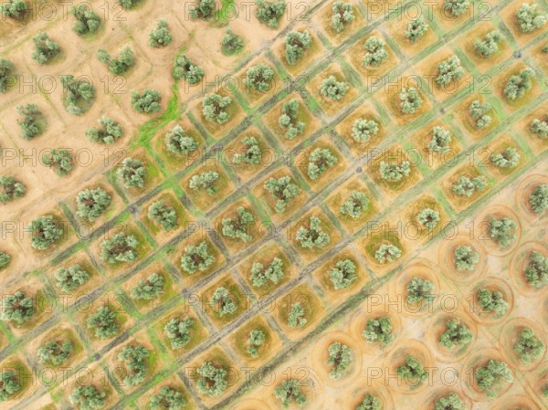 Cultivated olive trees (Olea europaea). Aerial view. Drone shot. Jaén province, Andalusia, Spain,
