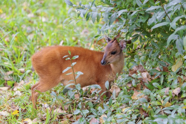 A female red forest duiker, Natal duiker or Natal red duiker (Cephalophus natalensis) stands on a