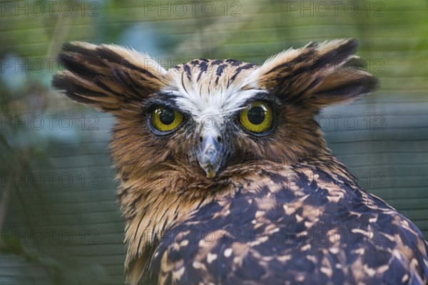 Buffy Fish Owl (Ketupa ketupu), (Bubo ketupu), or Malaysian Fish Owl, portrait of adult bird,