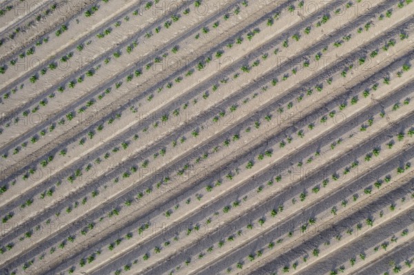 Aerial view of a potato field with ridges and young shoots, Dresden, Saxony, Germany, Europe