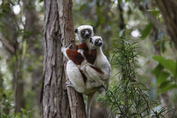 A sifaka (Propithecus coquerelli) in the dry forests of Ankarafantsika National Park in north-west