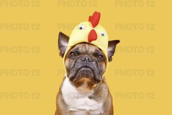 Fawn French Bulldog dog wearing Easter costume chicken hat on yellow background